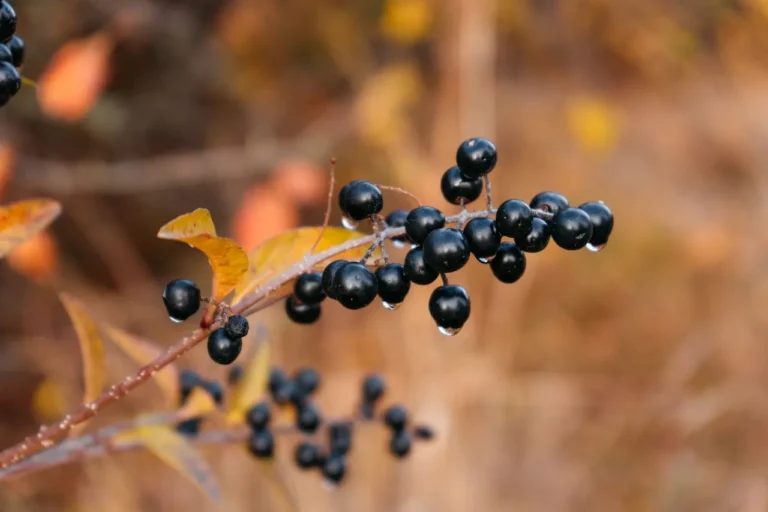 Czy aronia owocuje bez pszczół? Poznaj znaczenie zapylaczy